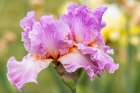 USA, Oregon. Garden in full bloom with close-up of bearded iris Art Print